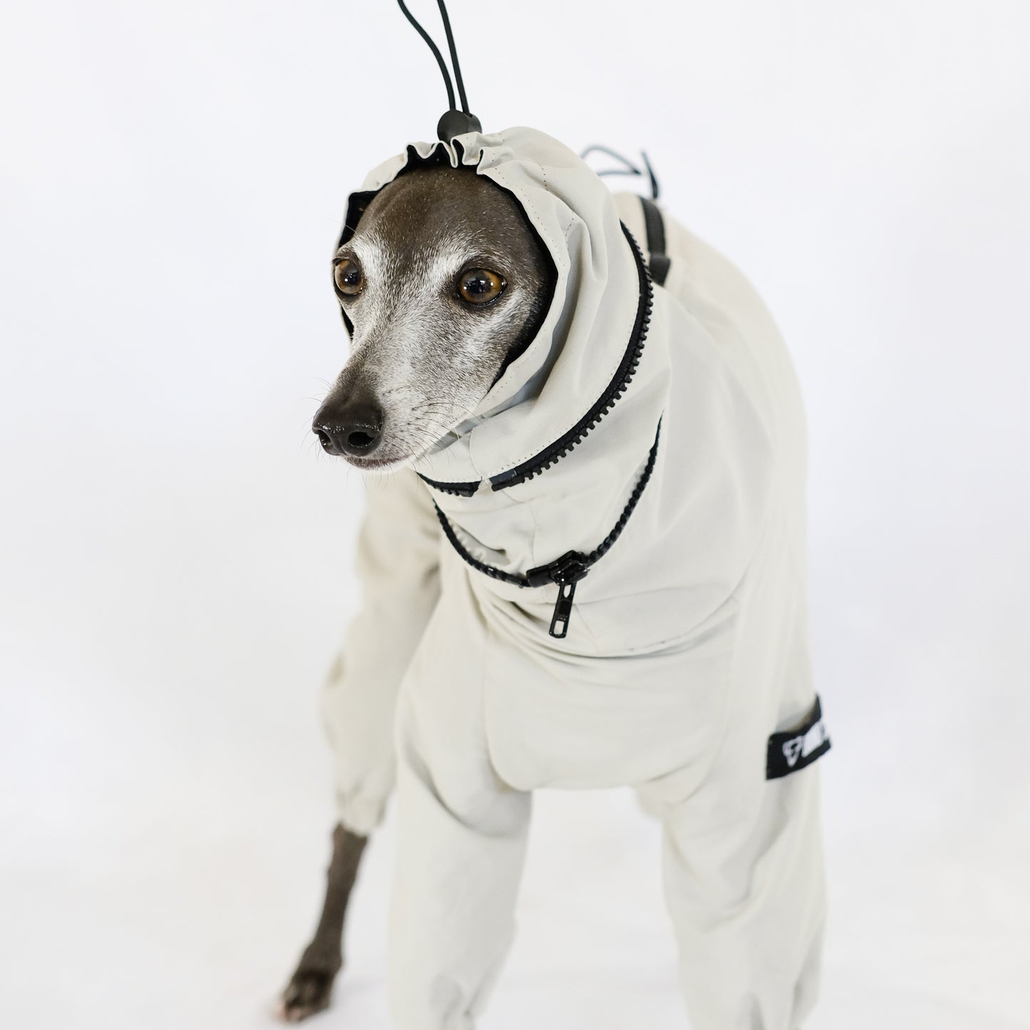 Luxury Italian Greyhound/Whippet clothing, windbreaker, winter coat, water and dirty repellent.