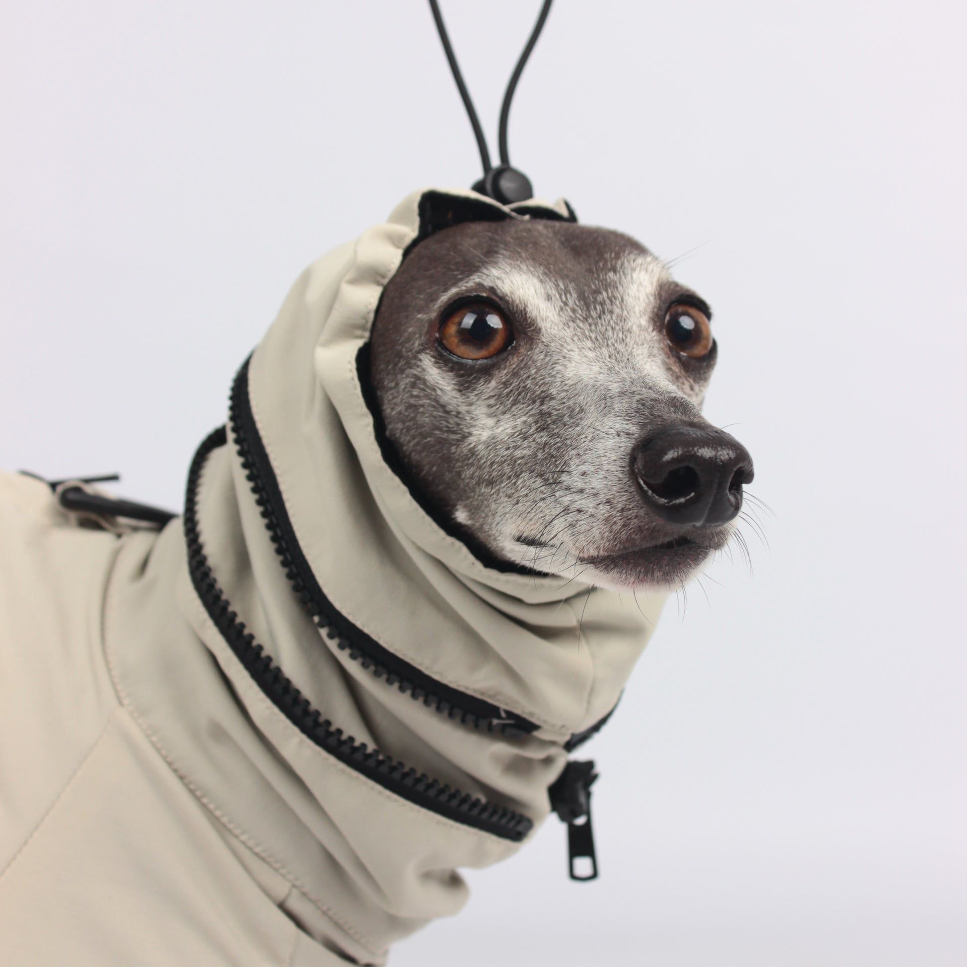 Luxury Italian Greyhound/Whippet clothing, windbreaker, winter coat, water and dirty repellent.