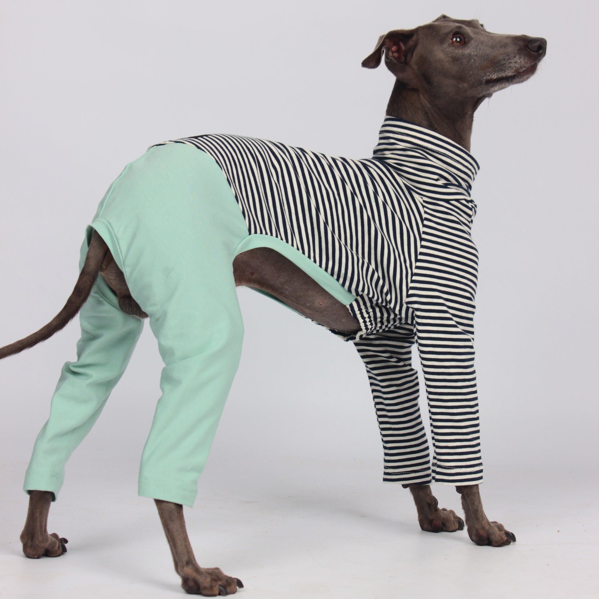 Organic cotton Italian Greyhound/whippet clothing, jumpsuit/jersey/onesie