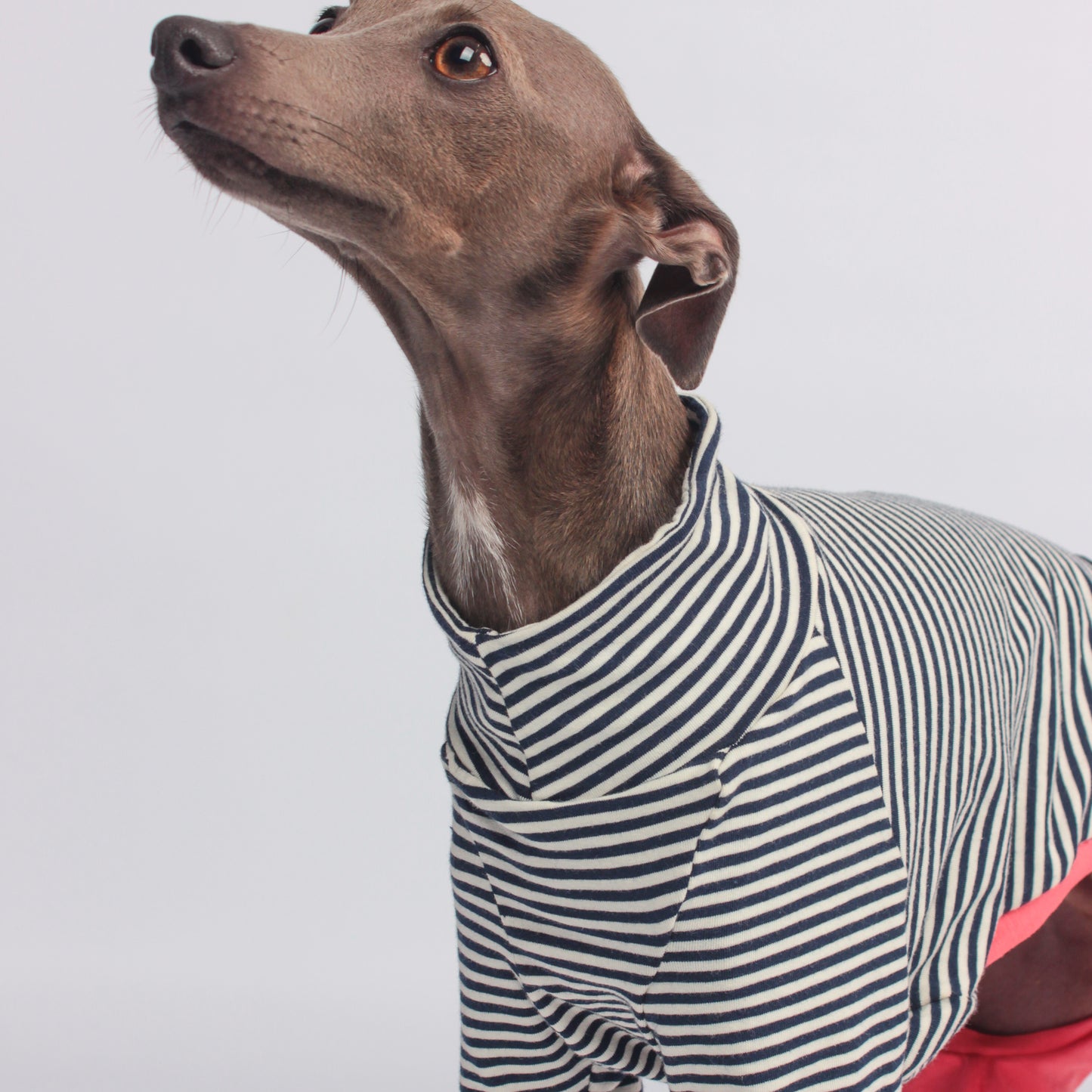 Organic cotton Italian Greyhound/whippet clothing, jumpsuit/jersey/onesie