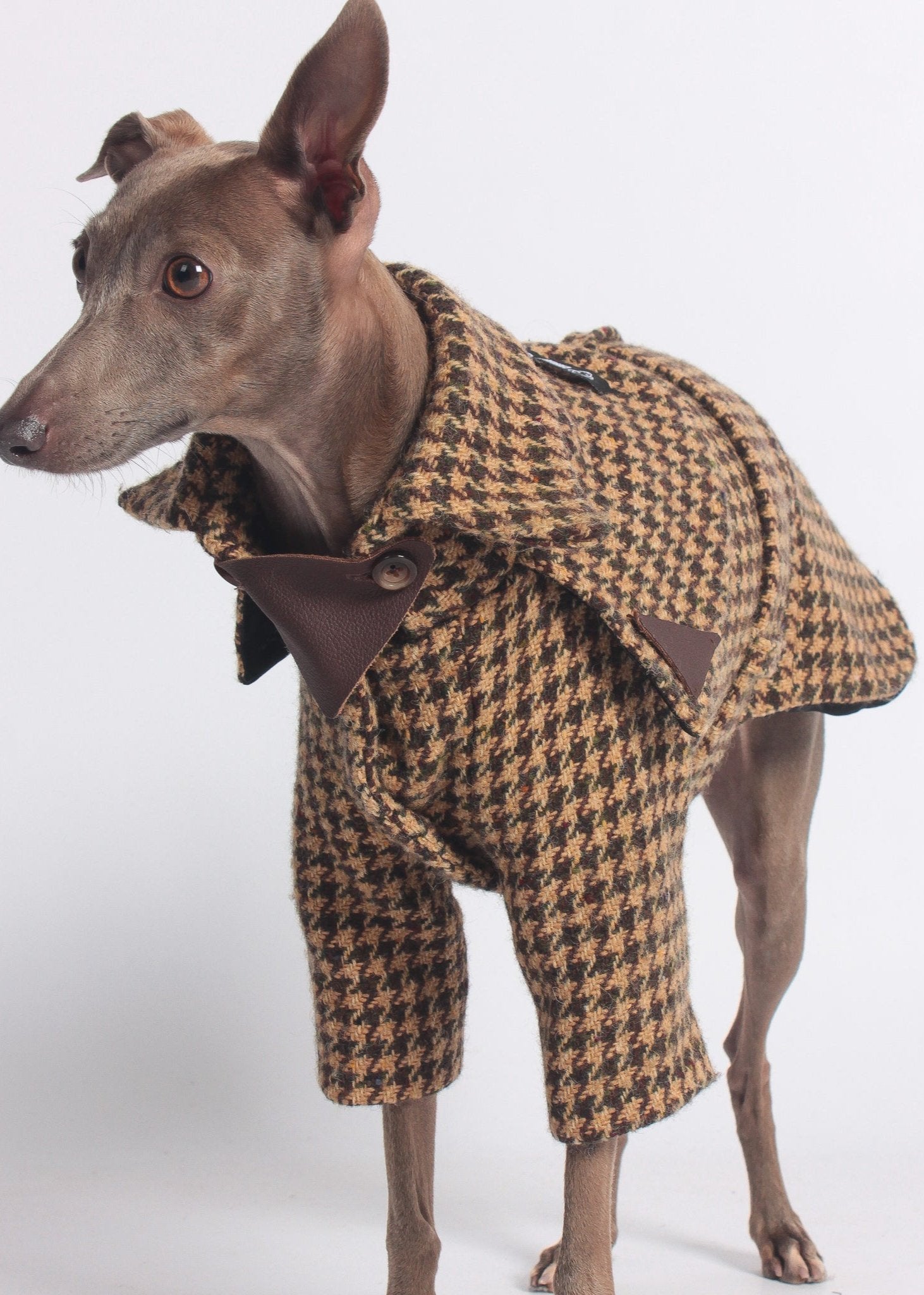 Luxury dog clothing for Italian Greyhounds and Whippets. 100% wool trench coat for iggies.