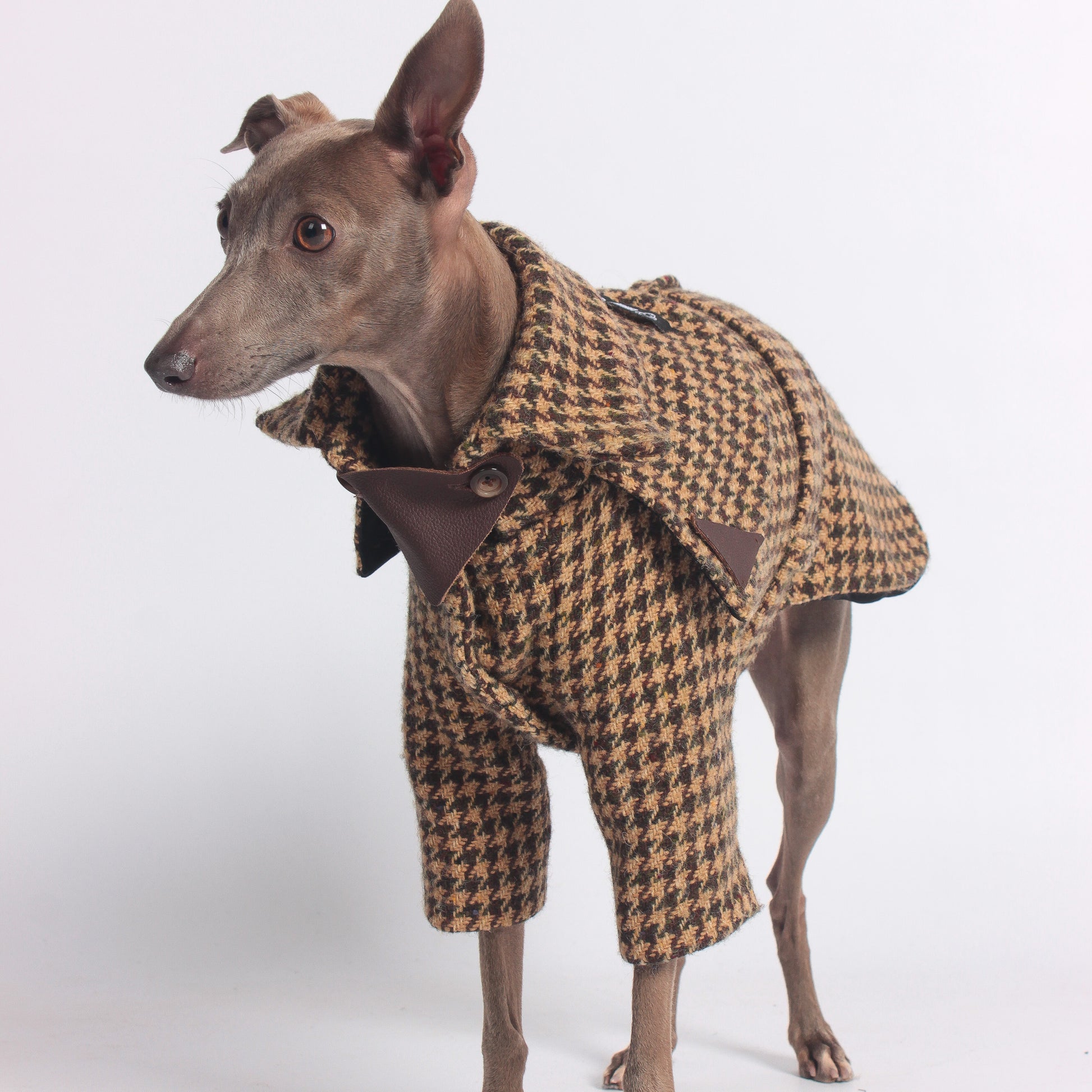 Luxury dog clothing for Italian Greyhounds and Whippets. 100% wool trench coat for iggies.
