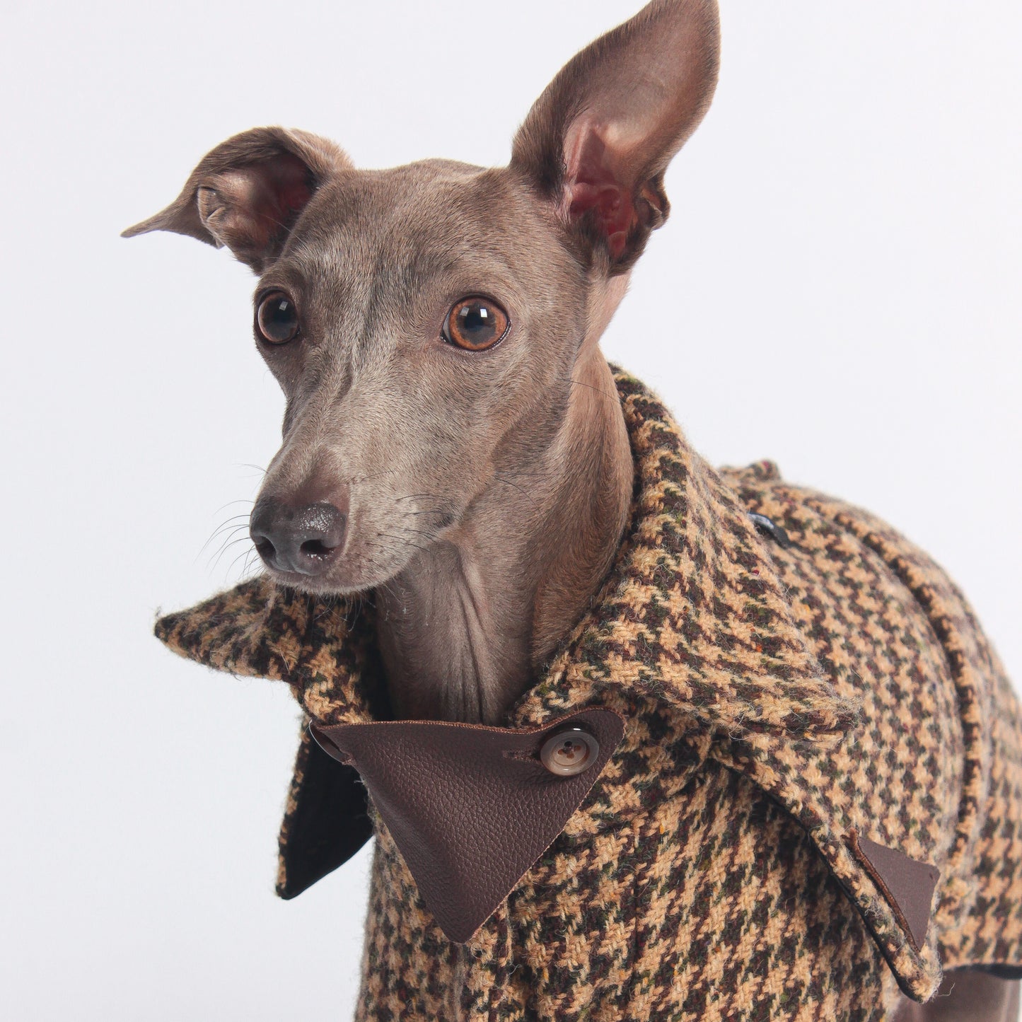 Luxury dog clothing for Italian Greyhounds and Whippets. 100% wool trench coat for iggies.