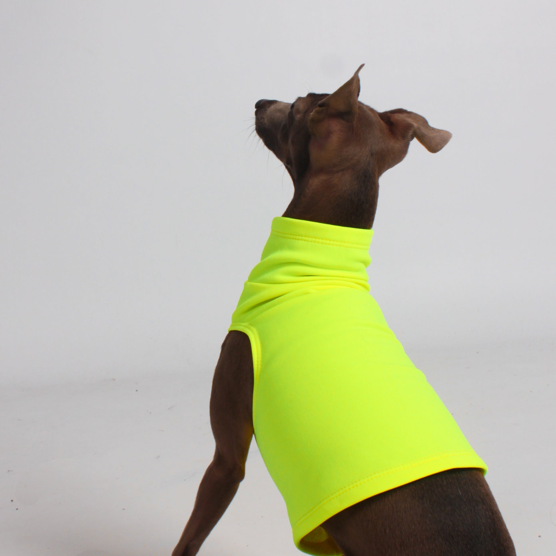 luxury clothing for Italian Greyhounds and Whippets. Thermo top. Thermal wear for dogs.