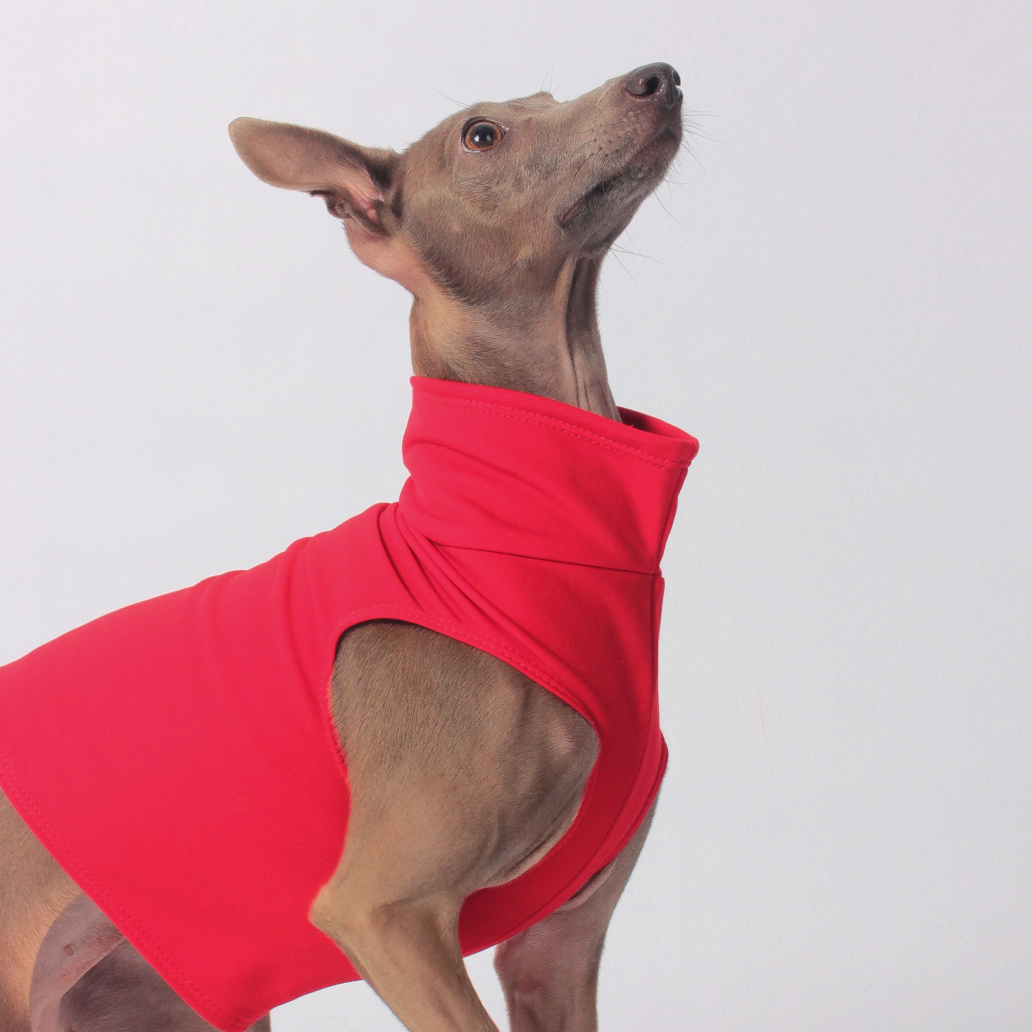 luxury clothing for Italian Greyhounds and Whippets. Thermo top. Thermal wear for dogs.